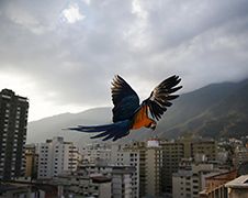 De mooie blauwgele ara's van het chaotische Caracas