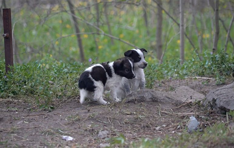 De puppy's van Tsjernobyl