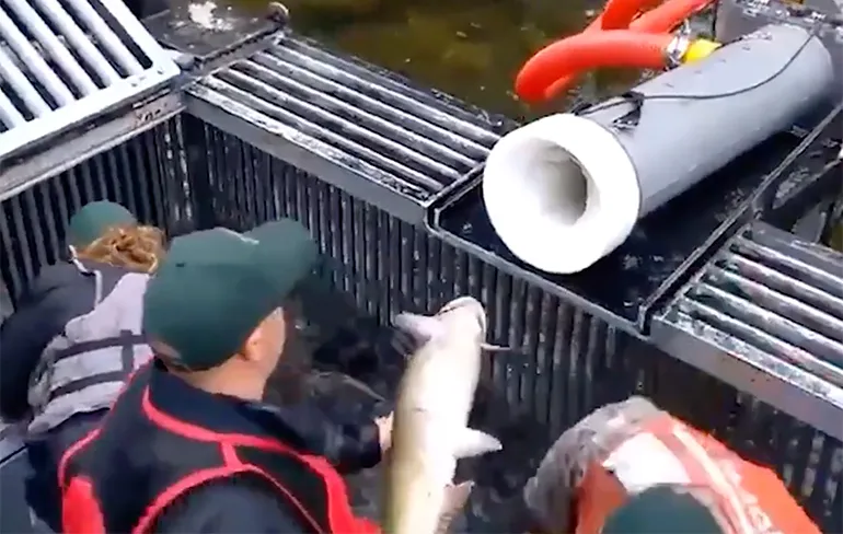 De Salmon Canon, een viskanon om zalmen over dammen te schieten