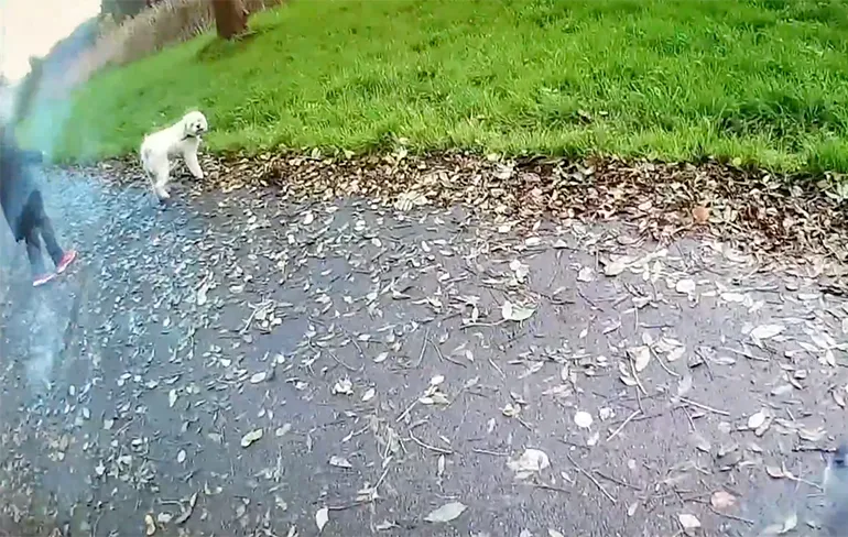 De werkelijkheid voor de verantwoorde eigenaar van een "hoogrisicohond"...