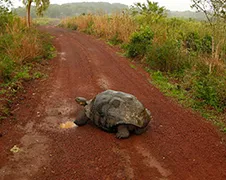 De wonderbaarlijke dieren van de Galapagoseilanden