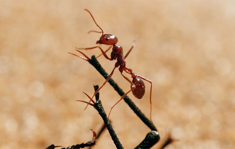De zanderige val om dood en verderf te zaaien van de mierenleeuw