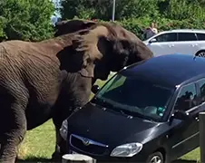 Deense ontsnapte circusolifant valt auto aan