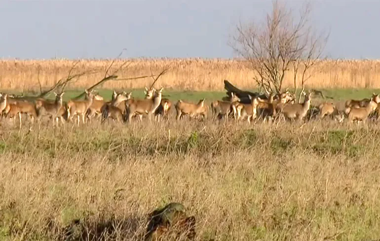 Defensie helpt herten schieten in de Oostvaardersplassen
