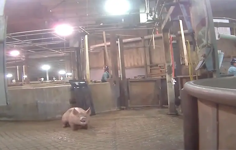 Deze video niet kijken als je vanavond Speklapjes eet!