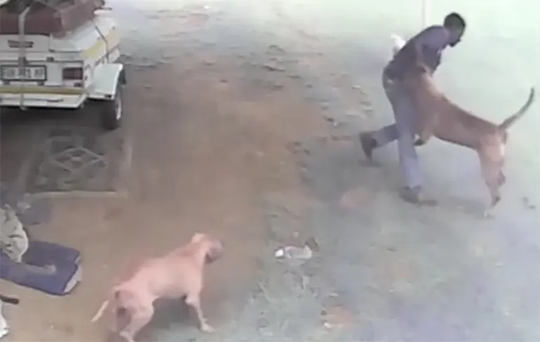 Dief in Zuid-Afrika maakt kennis met Boerboel Boela