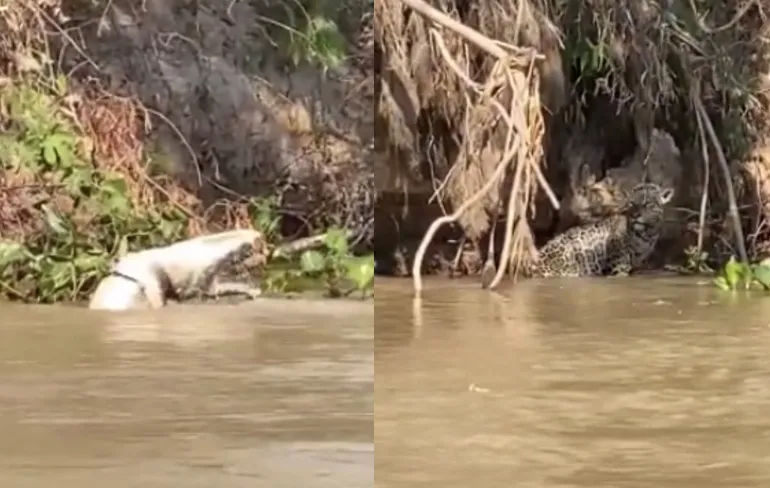 Mortal Kombat: Cheetah versus Krokodil-versie