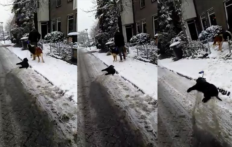 Dierenbeul sleept zieke hond over straat, buurtbewoners halen verhaal!