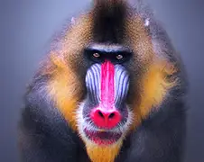 Dierenportretten van fotograaf Sham Jolimie