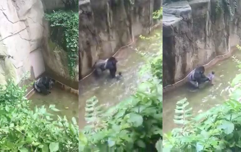 Dierentuin in Cincinnati schiet gorilla dood die kleuter rondsleept