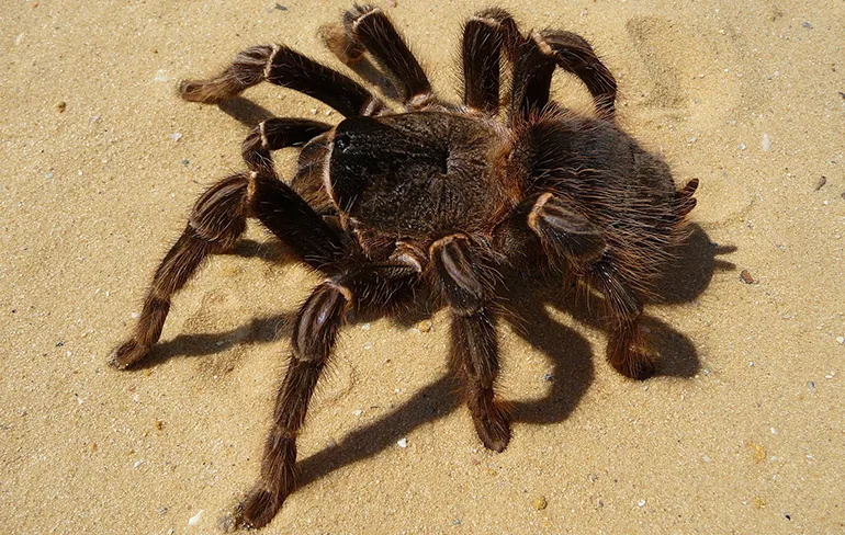 Dikke vette NOPE: Man vindt vogelspin in bakje druiven van AH in Arnhem