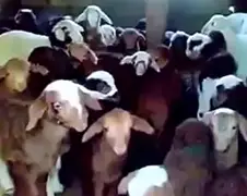 Dit koor van lammetjes werkt op je lachspieren!