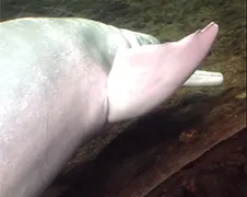 Dolfijn bevredigd zichzelf met dode vis...