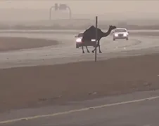 Drifters vergeten even verkeersregels in Saudi-Arabië