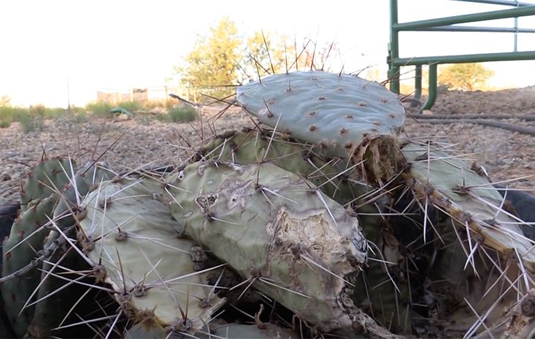 Dromedaris eet cactus gewoon met naalden en al op