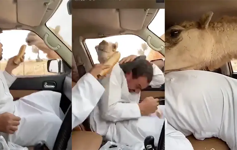 Dromedaris voeren vanuit de auto toch geen goed idee