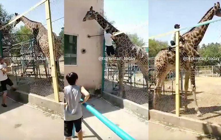 Dronken idioot maakt ritje op rug van giraffe in dierentuin in Kazachstan