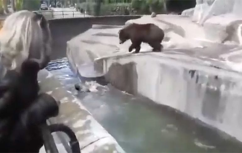 Dronken idioot probeert beer te verdrinken in Poolse dierentuin