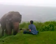 Dronken man bijna gedood door aanval van olifant