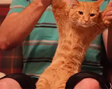 Dubstep Cat is een poes met veel geduld