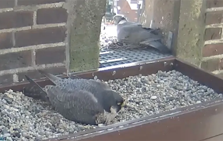 Duif bouwt nest pal naast slechtvalk en die eten meerdere duiven per dag