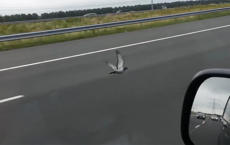 Duif denkt dat ie Max Verstappen is op de snelweg