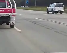 Duif vliegt met gemak 90 kilometer per uur op snelweg