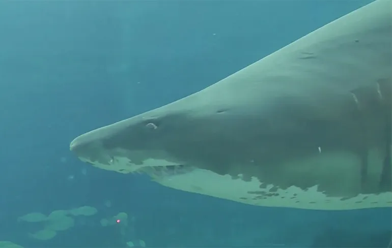 Duiker kan naar ziekenhuis na aanval Zandtijgerhaai