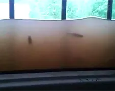 Duitser hoeft geen aquarium te kopen
