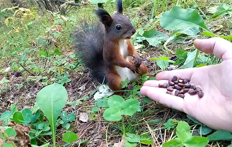 Eekhoorntje heeft tijdens het voeren eventjes een vastloper
