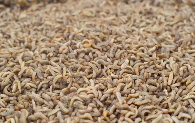 Een fabriek waar zwarte soldaatvliegen Groente-, fruit- en tuinafval opruimen