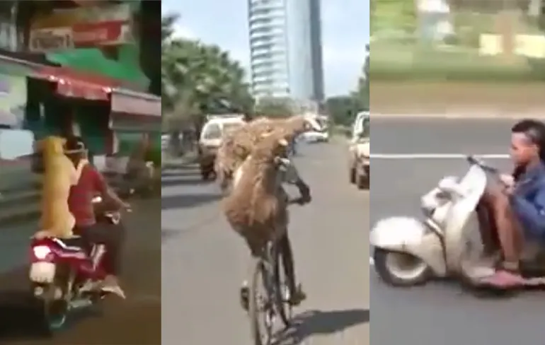 Een knappe hond, op date met schapen en een brute low rider!