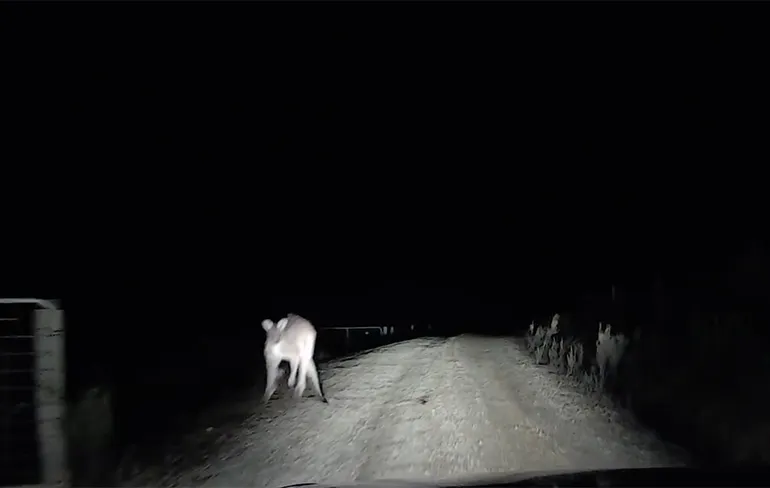 Een road rage Australischer dan dit krijg je niet!