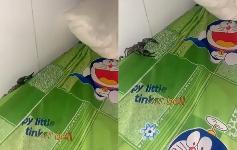 Een schorpioen in je bed is ook voer voor nachtmerries