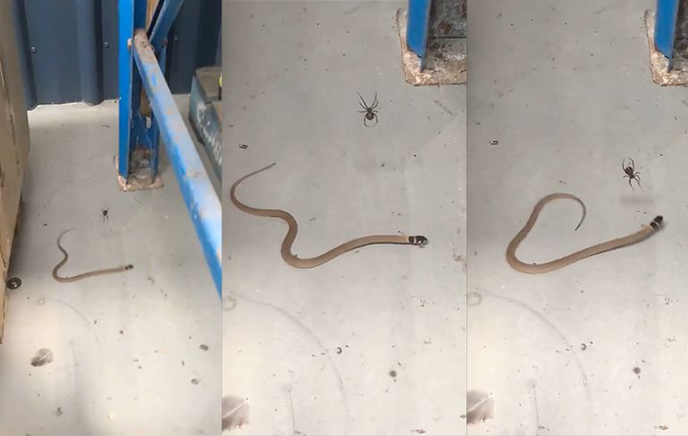 Een slang is echt geen partij voor een Roodrugspin