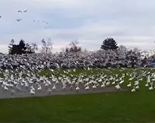Een tsunami van ganzen...