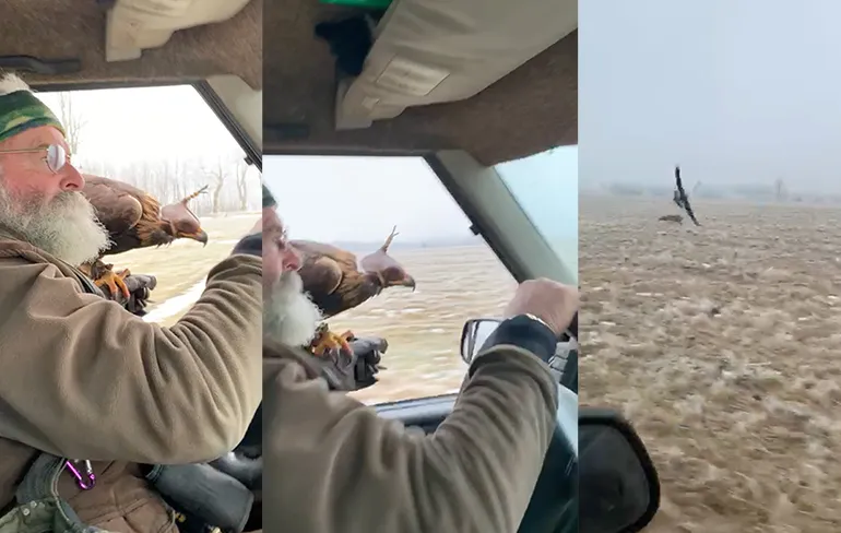 Een vos vangen met hulp van een roofvogel
