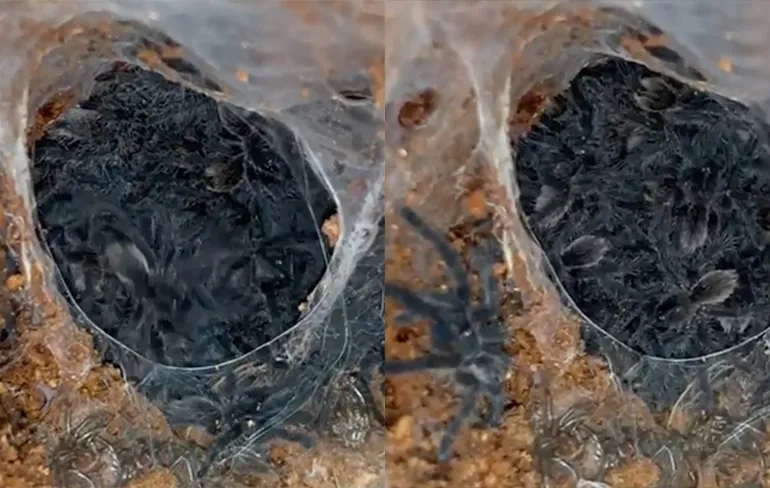 Een zak waarvan je nachtmerries kunt krijgen