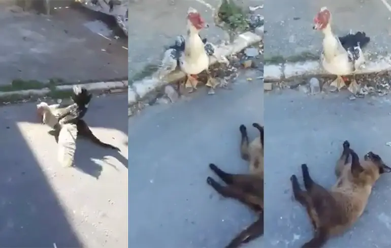 Eend en kat in Brazilië hebben ruzie!