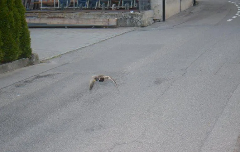 Eend vliegt 52 kilometer per uur en wordt geflitst