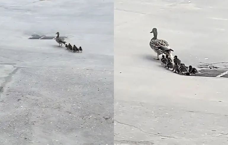 Eendjes die in put vallen moet wel zieligste video van het moment zijn