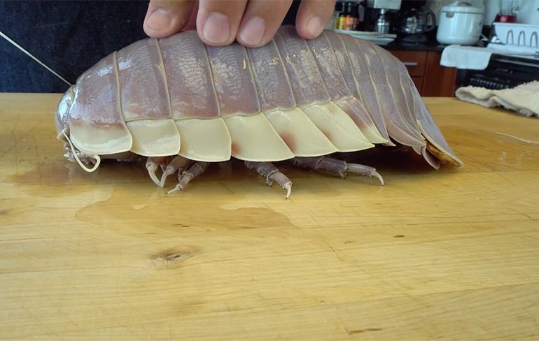 Eet smakelijk: Sushi Chef laat zien hoe je Giant Isopod klaar moet maken