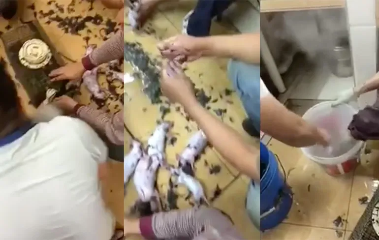 Eet smakelijk! Werknemers Chinees restaurant maken ratten klaar...