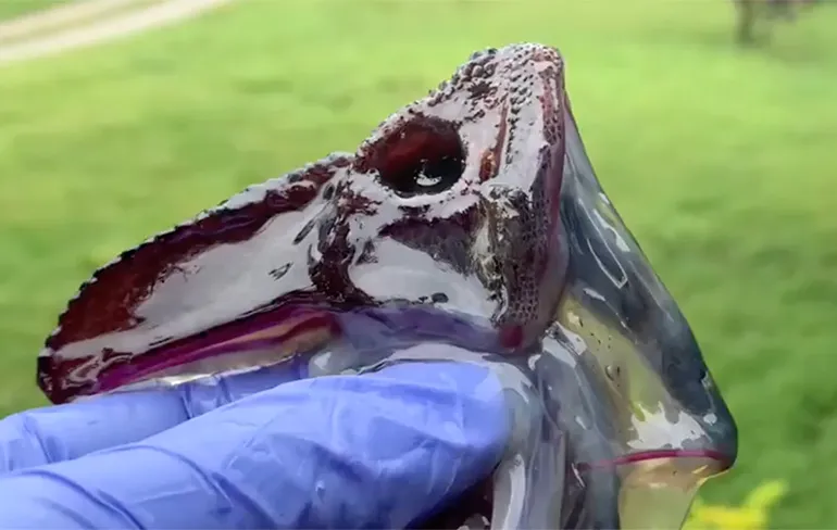 Eh 2021, wat is dit voor een beest?