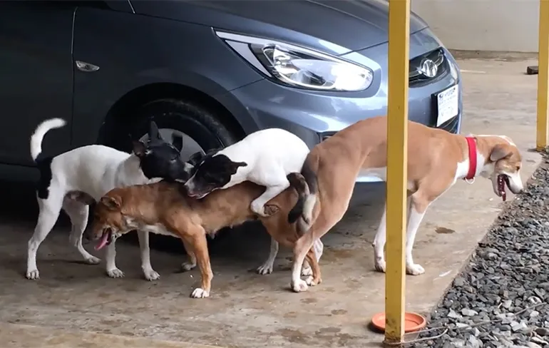 Eh hondjes, waar zijn jullie allemaal mee bezig?