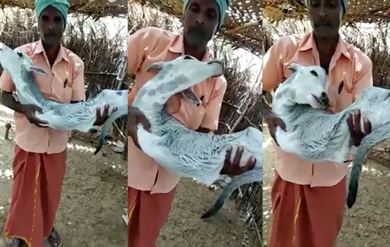 Eh, wat is dat voor raar beest? Een Dratini uit Pokemon misschien?