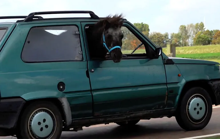 Eigenaresse van paard in Panda blijkt klein meisje te zijn