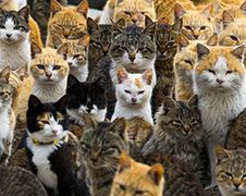 Eiland Aoshima: Meer katten dan mensen