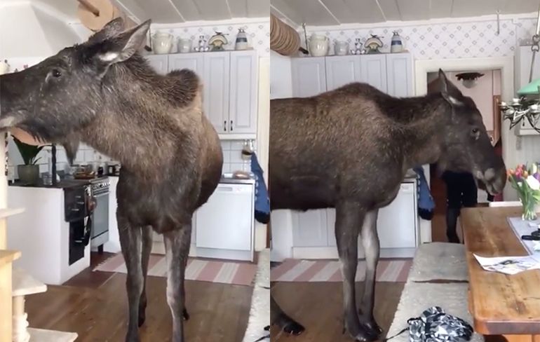 Eland eet bosje bloemen in de keuken