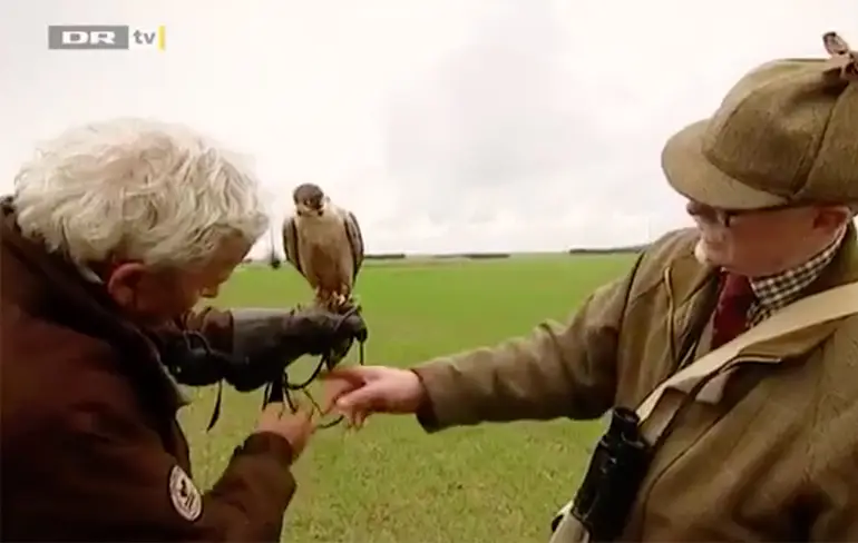 En daarom ga je niet met roofvogel bij een snelweg vliegen!